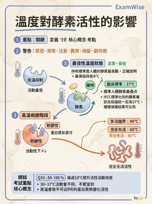 醫檢師 - 臨床酵素學基礎 - AI 圖文解析預覽