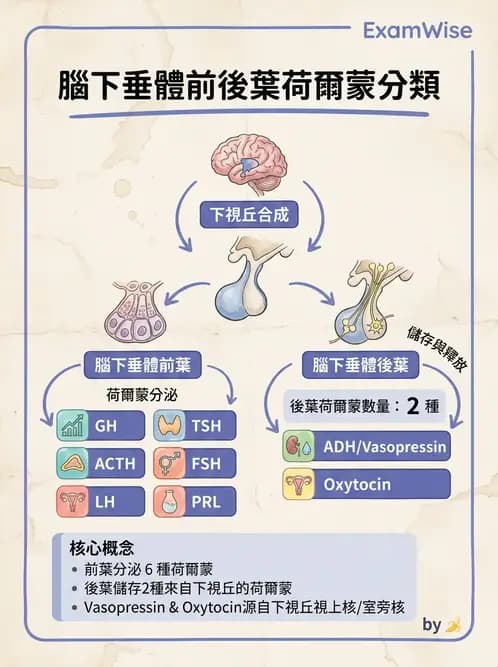 醫檢師 - 甲狀腺與垂體內分泌 - AI 圖文解析預覽