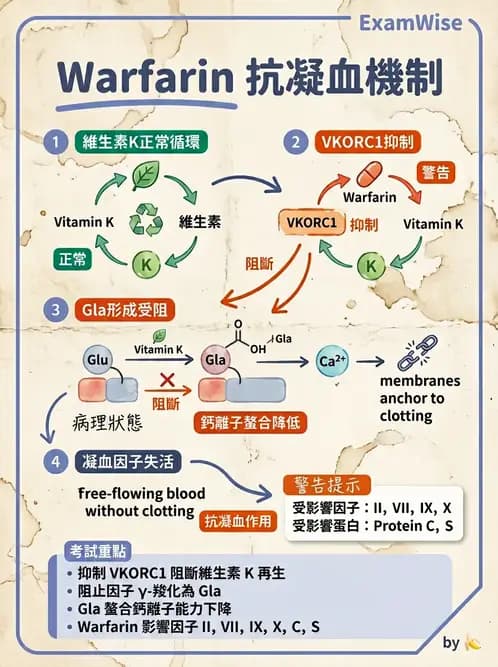 醫檢師 - 維生素 - AI 圖文解析預覽