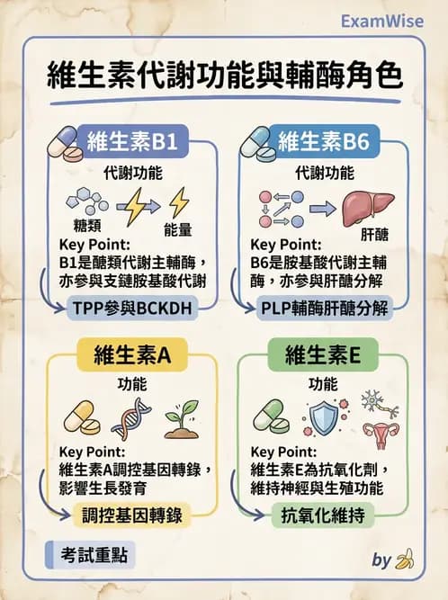醫檢師 - 維生素 - AI 圖文解析預覽