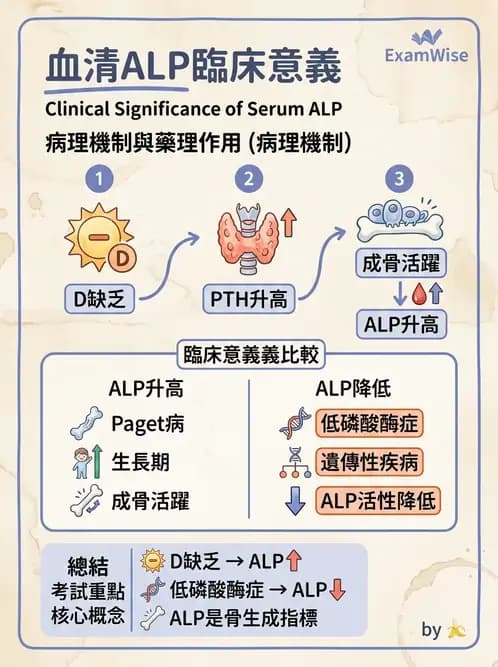 醫檢師 - 肝臟機能與胰臟酵素 - AI 圖文解析預覽