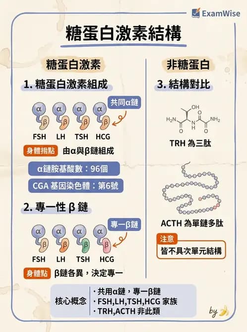 醫檢師 - 甲狀腺與垂體內分泌 - AI 圖文解析預覽