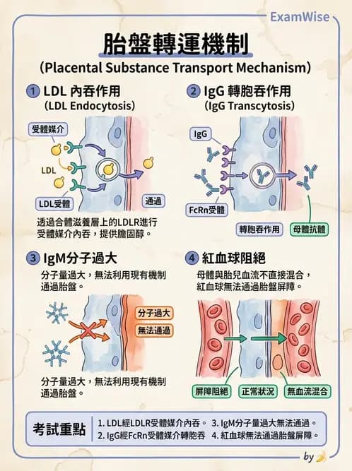 醫檢師 - 脂蛋白分類與臨床應用 - AI 圖文解析預覽