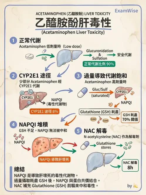 醫檢師 - 治療藥物監測與毒物學 - AI 圖文解析預覽