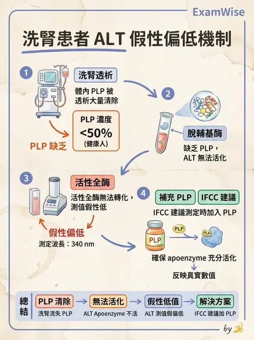 醫檢師 - 肝臟機能與胰臟酵素 - AI 圖文解析預覽