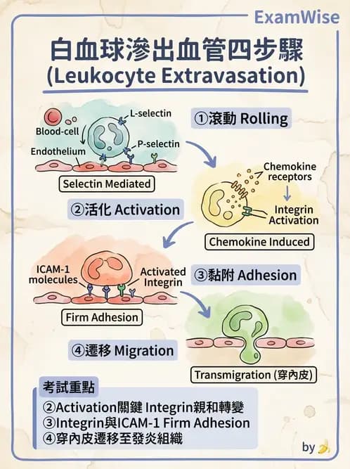 醫檢師 - 先天免疫與補體系統 - AI 圖文解析預覽