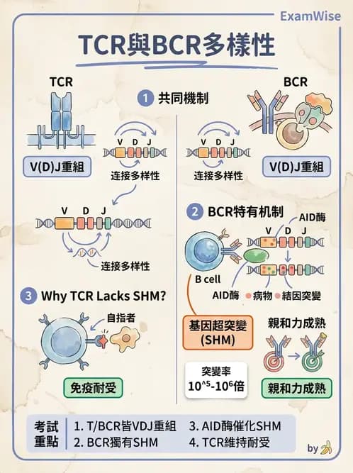 醫檢師 - T細胞發育與功能 - AI 圖文解析預覽