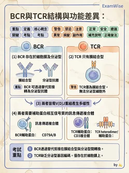 醫檢師 - B細胞發育與抗體生成 - AI 圖文解析預覽