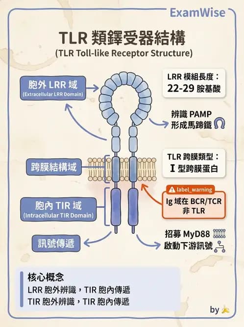 醫檢師 - 先天免疫與補體系統 - AI 圖文解析預覽