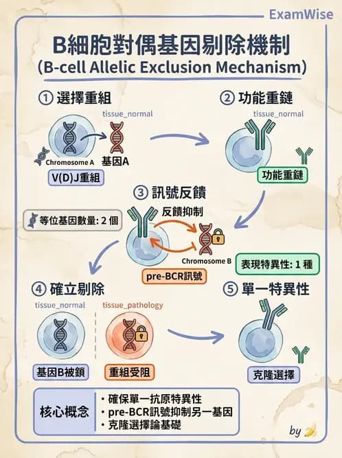 醫檢師 - B細胞發育與抗體生成 - AI 圖文解析預覽