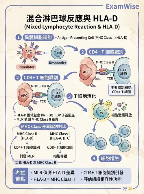 醫檢師 - 組織型與移植免疫學 - AI 圖文解析預覽