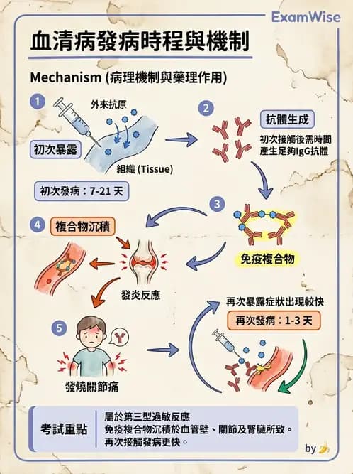 醫檢師 - 過敏反應及測試法 - AI 圖文解析預覽