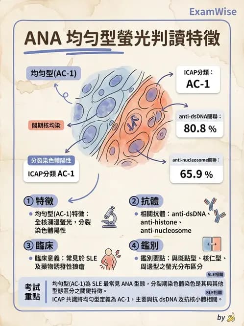 醫檢師 - 全身性紅斑性狼瘡與抗磷脂質症候群 - AI 圖文解析預覽