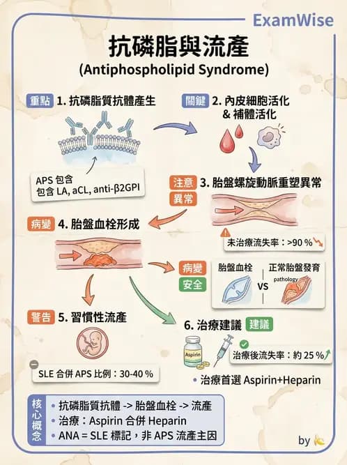 醫檢師 - 全身性紅斑性狼瘡與抗磷脂質症候群 - AI 圖文解析預覽