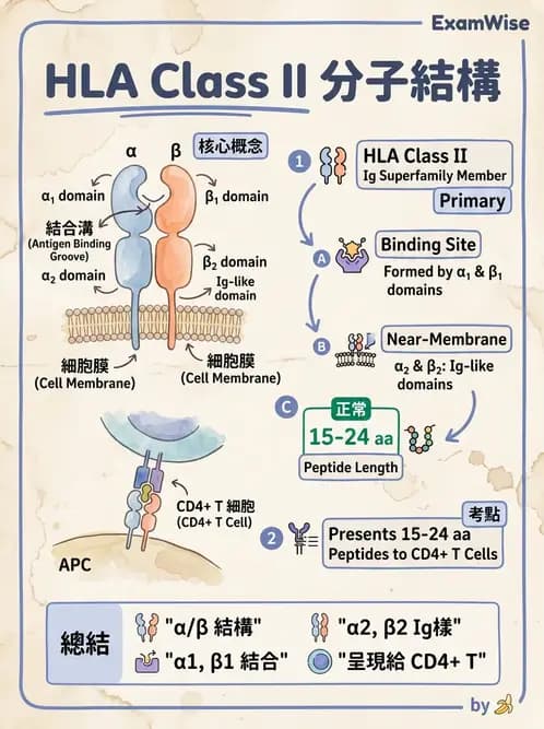 醫檢師 - 組織型與移植免疫學 - AI 圖文解析預覽