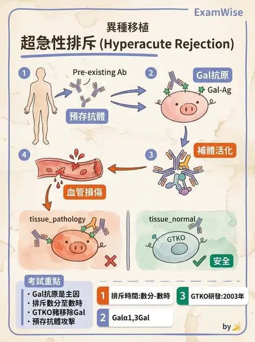醫檢師 - 組織型與移植免疫學 - AI 圖文解析預覽