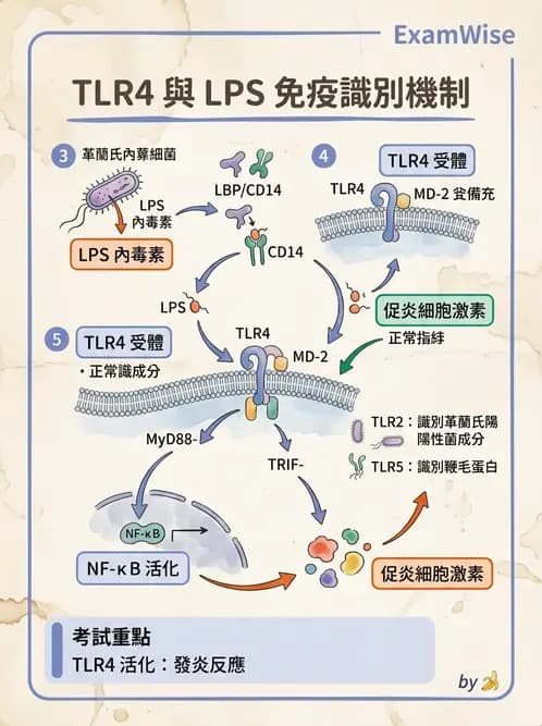 醫檢師 - 先天免疫與補體系統 - AI 圖文解析預覽