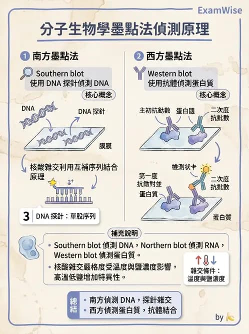 醫檢師 - 病毒檢驗技術 - AI 圖文解析預覽