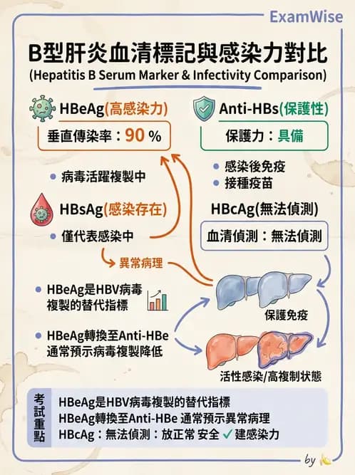 醫檢師 - B型肝炎病毒 - AI 圖文解析預覽