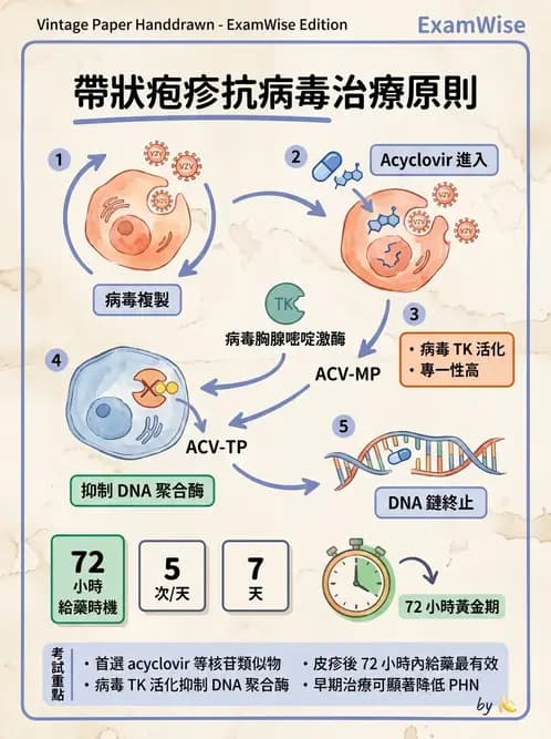 醫檢師 - 疱疹病毒科 - AI 圖文解析預覽