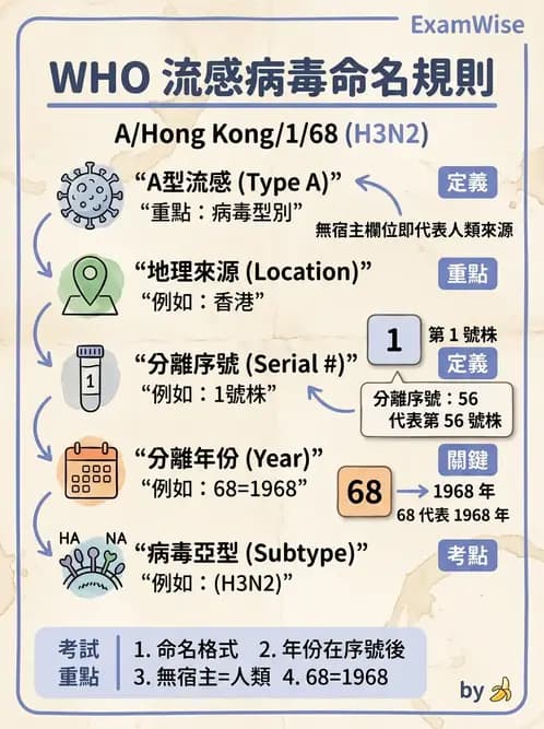 醫檢師 - 正黏液病毒科(流感) - AI 圖文解析預覽
