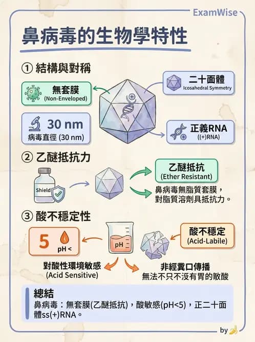 醫檢師 - 小RNA病毒科與腸道病毒 - AI 圖文解析預覽