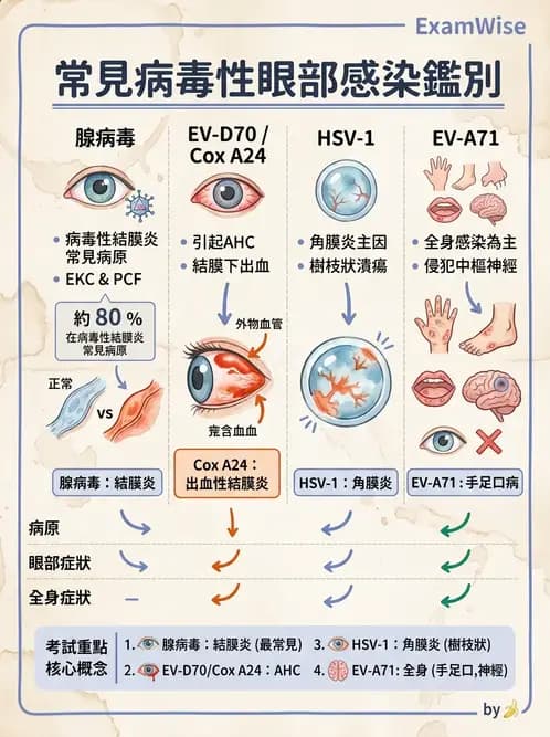 醫檢師 - 小RNA病毒科與腸道病毒 - AI 圖文解析預覽