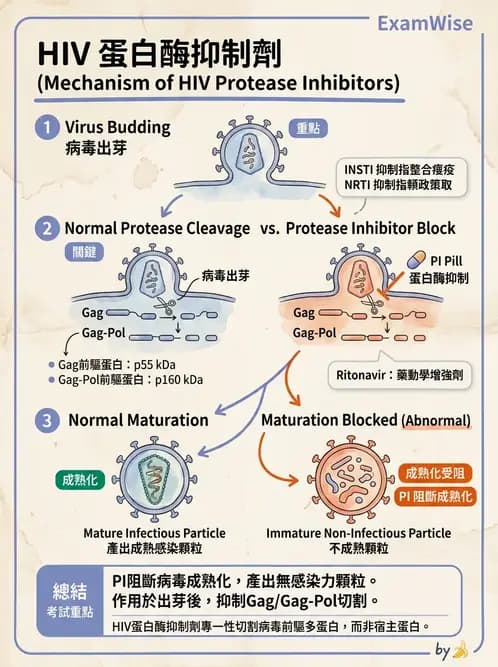 醫檢師 - 反轉錄病毒(HIV/HTLV) - AI 圖文解析預覽