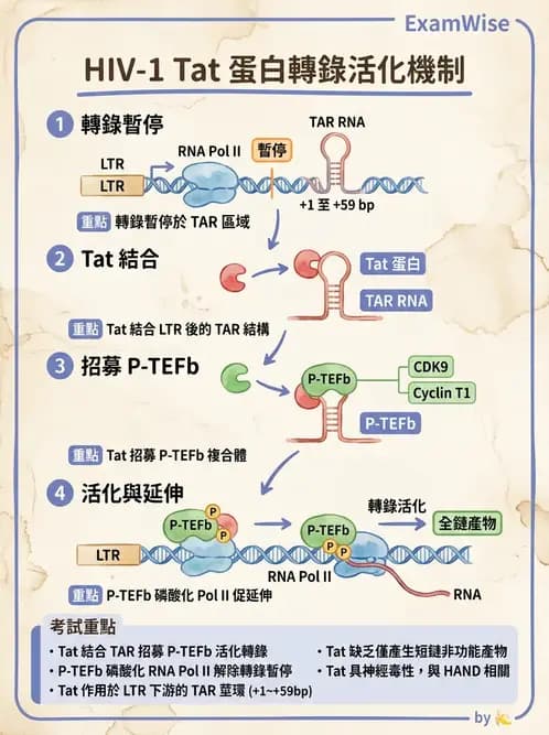 醫檢師 - 反轉錄病毒(HIV/HTLV) - AI 圖文解析預覽
