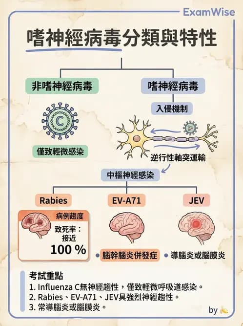 醫檢師 - 正黏液病毒科(流感) - AI 圖文解析預覽