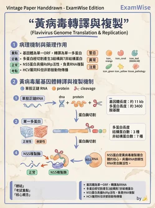 醫檢師 - 黃病毒科與蟲媒病毒 - AI 圖文解析預覽