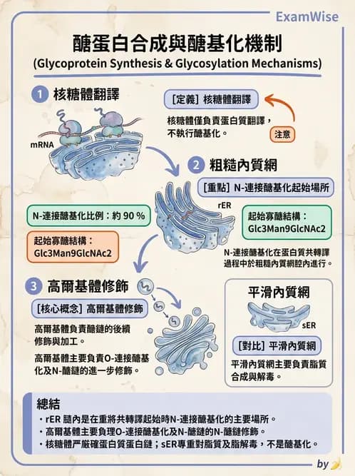 放射 - 細胞、組織與外皮系統 - AI 圖文解析預覽