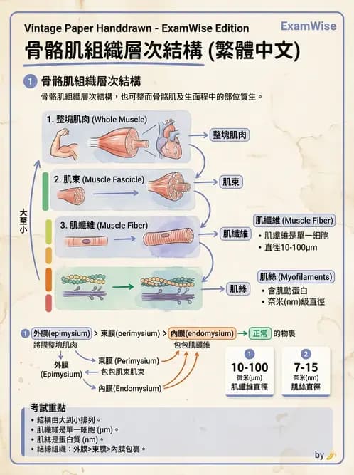 放射 - 軀幹、頸頭肌肉及肌肉組織學 - AI 圖文解析預覽