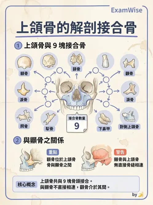 放射 - 骨骼系統 - AI 圖文解析預覽