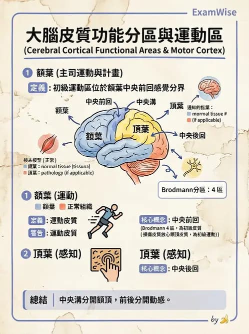 放射 - 大腦皮質與神經細胞 - AI 圖文解析預覽