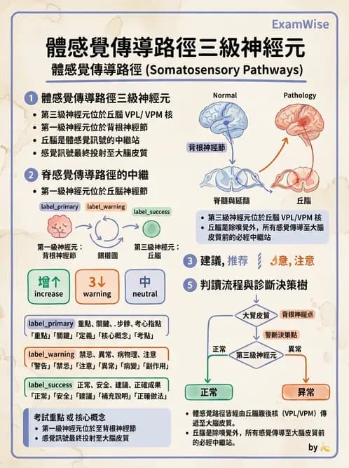放射 - 腦幹、脊髓與腦室系統 - AI 圖文解析預覽