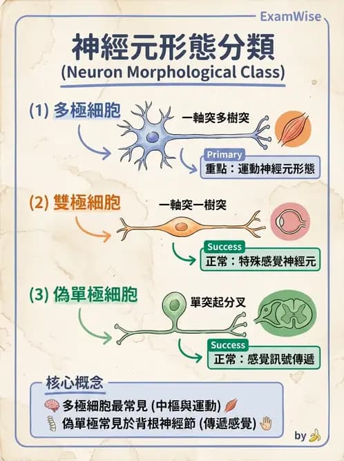 放射 - 大腦皮質與神經細胞 - AI 圖文解析預覽