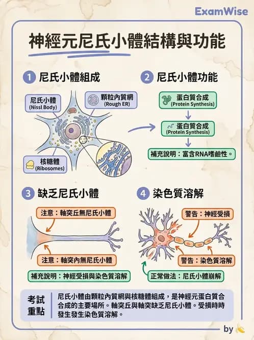 放射 - 大腦皮質與神經細胞 - AI 圖文解析預覽