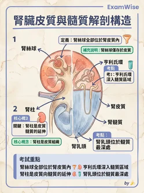 放射 - 泌尿系統 - AI 圖文解析預覽