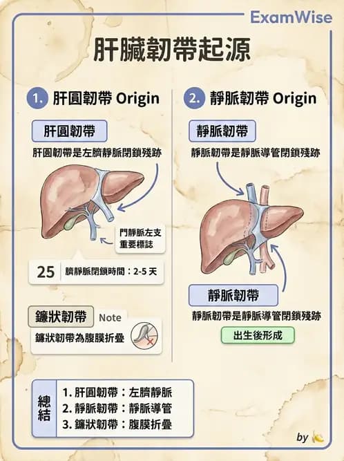 放射 - 消化系統 - AI 圖文解析預覽