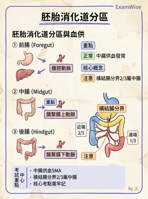 放射 - 消化系統 - AI 圖文解析預覽