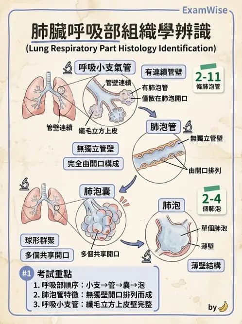 放射 - 呼吸系統 - AI 圖文解析預覽