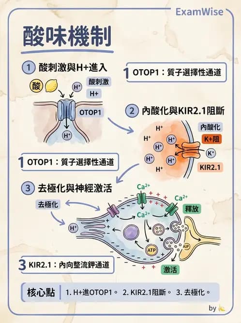 放射 - 神經生理 - AI 圖文解析預覽