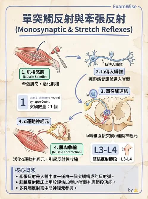 放射 - 神經生理 - AI 圖文解析預覽