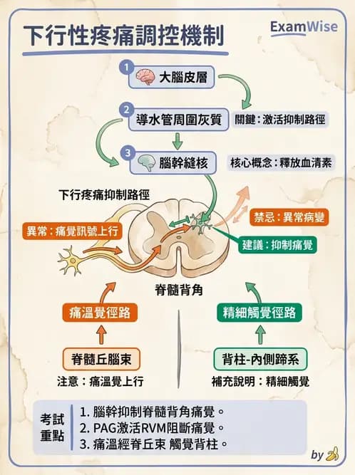 放射 - 神經生理 - AI 圖文解析預覽
