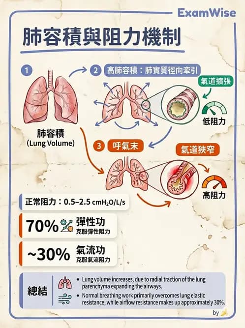 放射 - 呼吸生理 - AI 圖文解析預覽