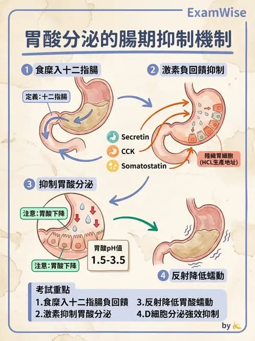 放射 - 胃腸生理 - AI 圖文解析預覽