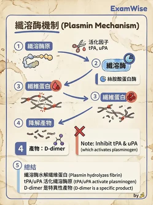 放射 - 血液及免疫生理 - AI 圖文解析預覽