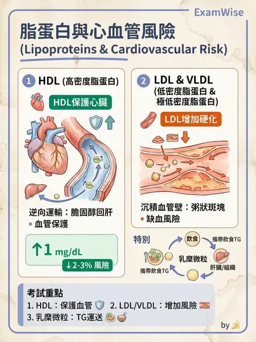 放射 - 心臟及血管疾病 - AI 圖文解析預覽
