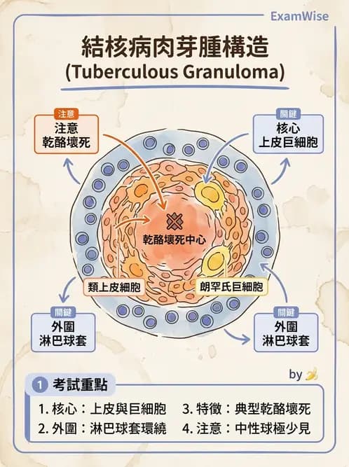 放射 - 呼吸系統疾病 - AI 圖文解析預覽